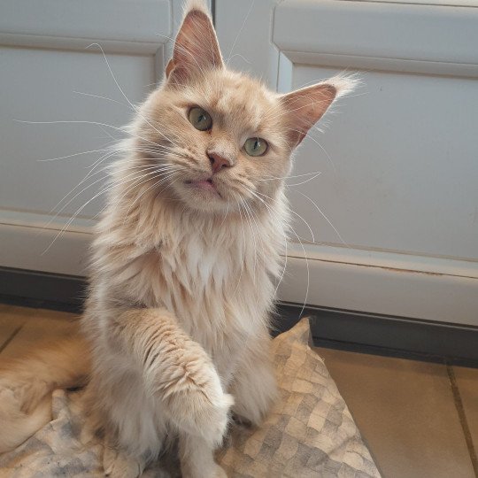 Misterandmisse Rosy Femelle Maine coon