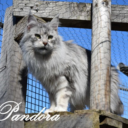 Pandora de cimiez Femelle Maine coon