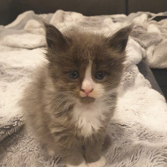 Unique Link des Fauves du coon Mâle Maine coon